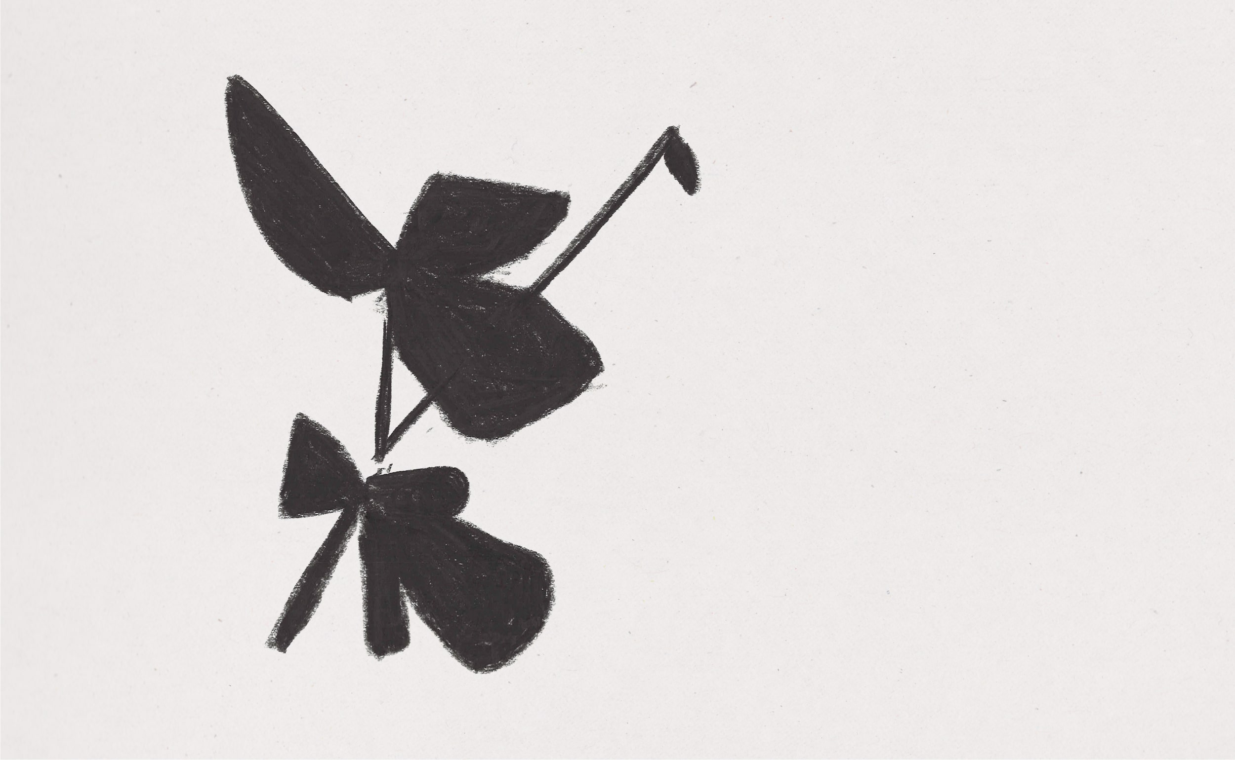 Zeichnung, Kohle, Floral, Skizze, Pflanze, schwarz weiß